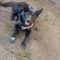 سگ گرگ|سگ|جیرفت, |دیوار