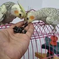 فروش جفت عروس هلندی سالم بالغ با قفس