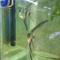 ماهی آنجل جفت خورده|ماهی|کیاشهر, |دیوار