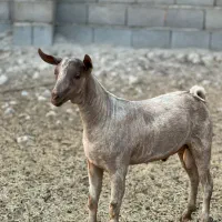 حدود بیست عدد دام