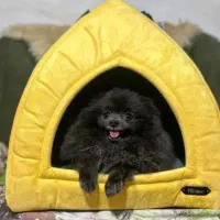 واگذاری توله سگ خارجی بسیارخوشگل