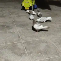 کفتر رنگی و پلاکی|پرنده|داراب, |دیوار