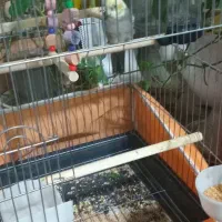 طوطی عروس جوجه|پرنده|قزوین, |دیوار