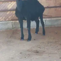 بره نر قره قزل هترو ،لخت کامل. بز