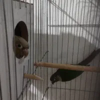 نروماده گرینچک مولد یلوساید با آناناسی|پرنده|قم, نوبهار|دیوار