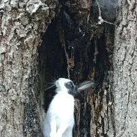 واگذاری خرگوش|موش و خرگوش|بروجرد, |دیوار