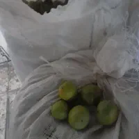 گردو