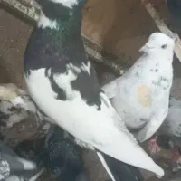 تعداد کبوتر پرشی قیمت مناسب