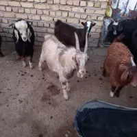 فروش بزغاله