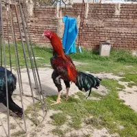 تخم مرغ لاری