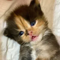 بچه گربه بریتیش پرشین لانگ هیر ۱۲ تومان