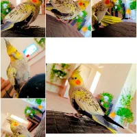 عروس هلندی شهرک مهرگان