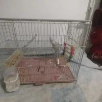 عروس هلندی صورت سفید