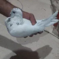 اراکی دمبی یکت دوکت شیخ|پرنده|ایذه, |دیوار