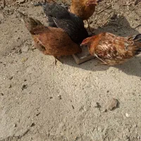 دوخروس وسه مرغ قیمت توافقی|حیوانات مزرعه|تویسرکان, |دیوار