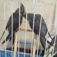 عروس هلندی|پرنده|لاهیجان, لیالستان|دیوار