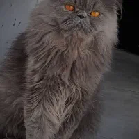گربه نر اسکاتیش بلو