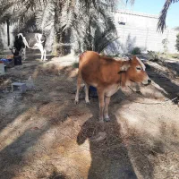 فروش گاو آبستن ۵ ماه شکم دوم به همراه گوساله۷ماهه|حیوانات مزرعه|میناب, |دیوار