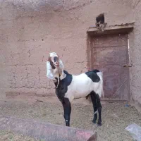 نربز پاکستانی اصل|حیوانات مزرعه|خواف, |دیوار