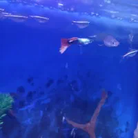 ماهی گوپی نرو ماده مولد|ماهی|چهاردانگه (تهران), |دیوار