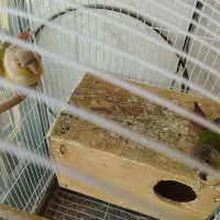 پرنده سرای امیر|پرنده|شیراز, کرونی(خاتونک)|دیوار