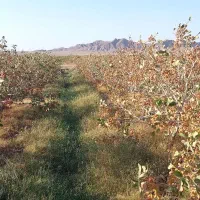 فروش باغ پسته  همراه ۲۴ ساعت واستخرشخصی|فروش دفتر صنعتی، کشاورزی، تجاری|گناباد, |دیوار