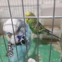 مرغ عشق انگلیسی گراید A