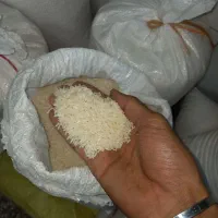 برنج هاشمی درجه ۱|خوردنی و آشامیدنی|لاهیجان, لیالستان|دیوار