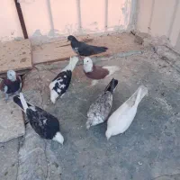 کفتر خوش رنگ|پرنده|کاشان, پشت شهربانی|دیوار