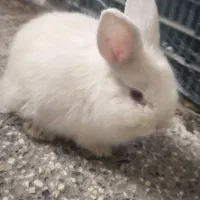 خرگوش|موش و خرگوش|ارومیه, |دیوار