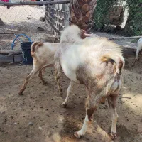 نری چاق فول|حیوانات مزرعه|تخت, |دیوار