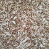 گل بهار نارنج