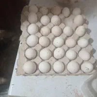 تخم مرغ نطفه دار اصل گلین موجود میباشد