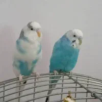 مرغعشق.سالموسرحال.کاملااهلی|پرنده|اردبیل, |دیوار