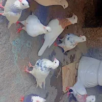 فروش طوقی و فقط فقط معاوضه با گندم یا هفت دانه|پرنده|چرام, |دیوار