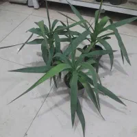 گل آپارتمانی با قیمت مناسب|گل و گیاه طبیعی|بیرجند, |دیوار