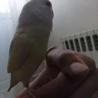 طوطی|پرنده|شیراز, تاچارا|دیوار