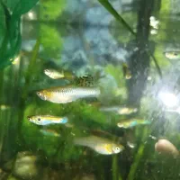 ماهی گوپی مولد