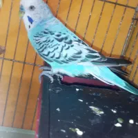 یه عدد مرغ عشق نر مولد مست به شرط|پرنده|قدس, شهر‌قدس|دیوار