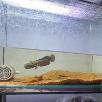 چانا بلو‌پالچرا