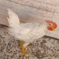 خروس