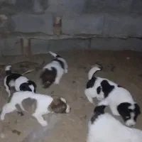 توله پاکوتاه