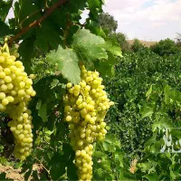 فروش-باغ-انگور-در-قزلجه-کند