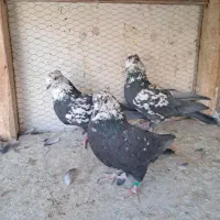 کبوتر کله ماستی نر