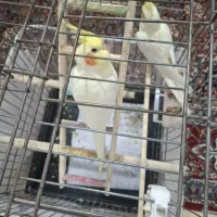 جفت عروس هلندی مولد لوتینو با قفس بزرگ