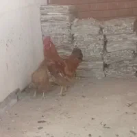 معاوضه خروس بامرغ