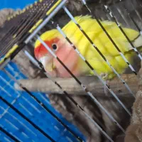 طوطی برزیلی صورت هلویی نیمه اهلی 6ماهه|پرنده|بندر امام خمینی, |دیوار