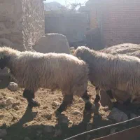 بره چاق|حیوانات مزرعه|شیراز, گویم|دیوار