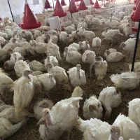بوقلمون بیوتی ۶