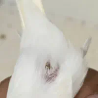 قناری ماده اورجینال آماده آماده